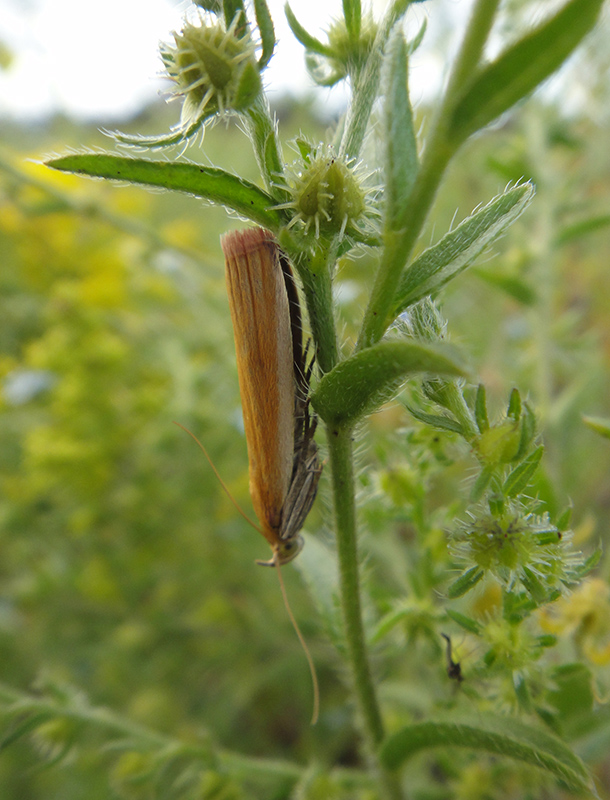 Crambus_2