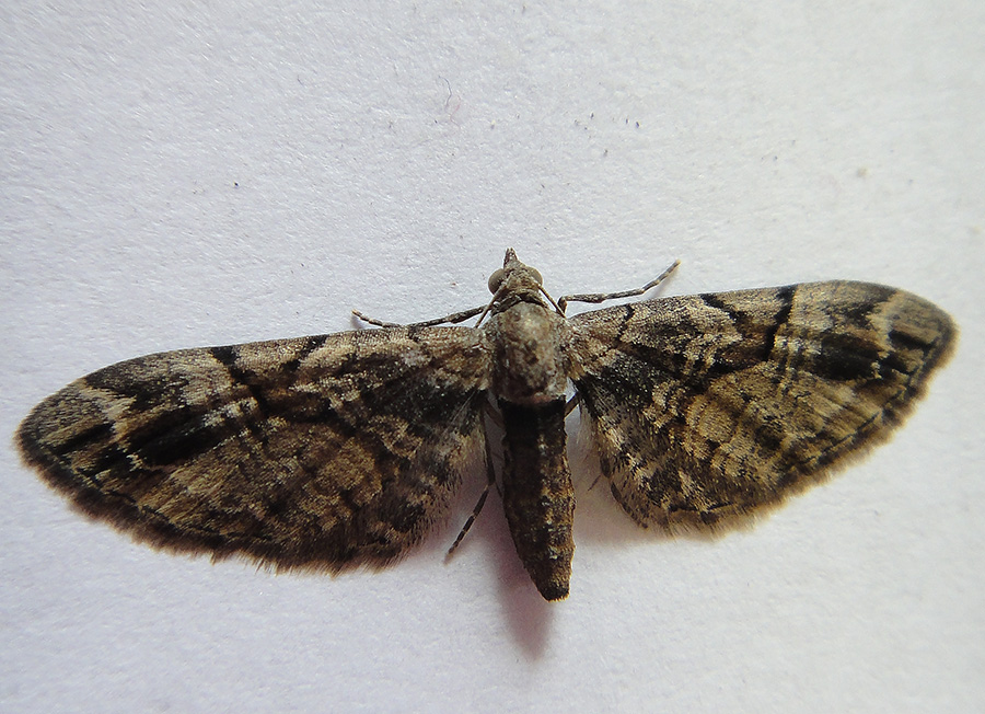 Eupithecia sinuosaria