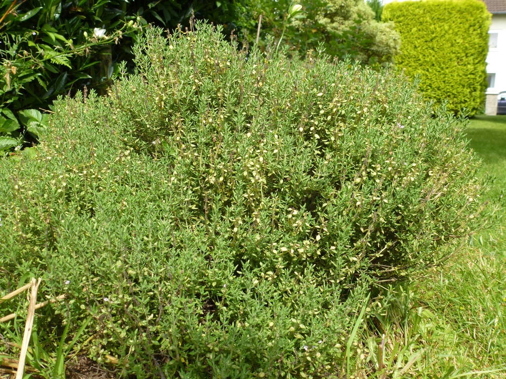 ������ ������, ���� � Herford.