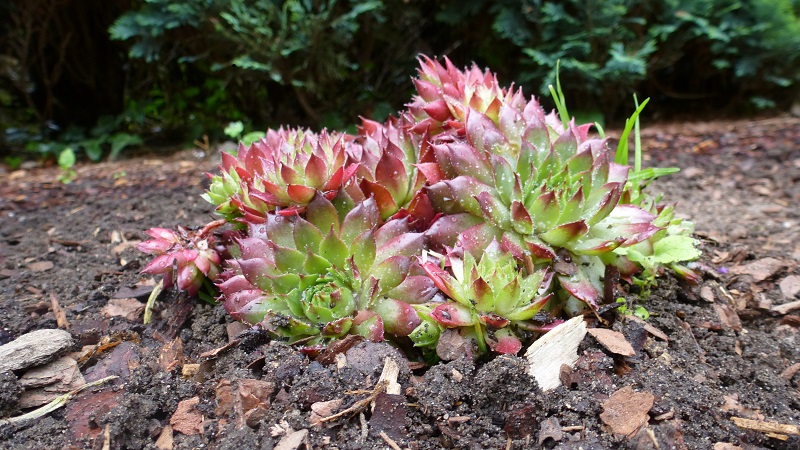 ������ ������, ���� � Herford. ������������� �������