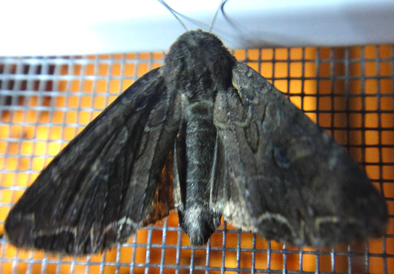 Anarta