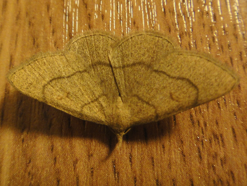 Paracolax tristalis