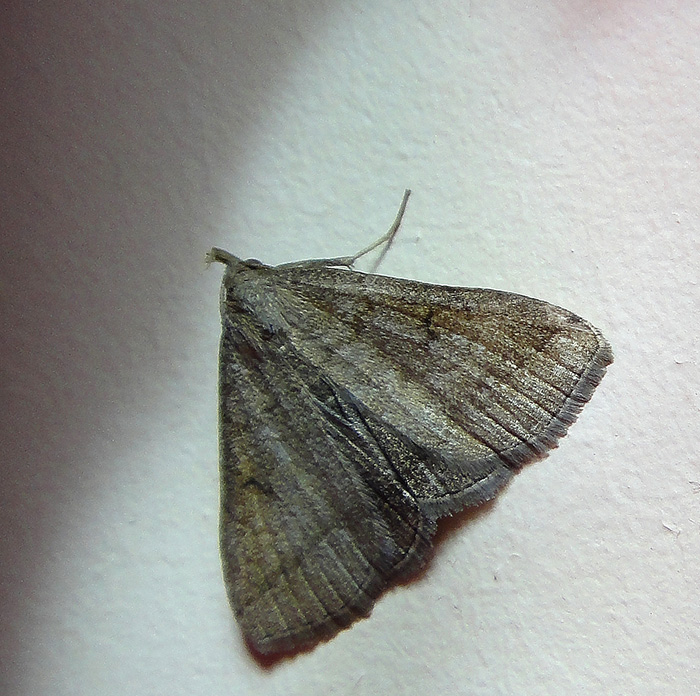Zanclognatha lunalis