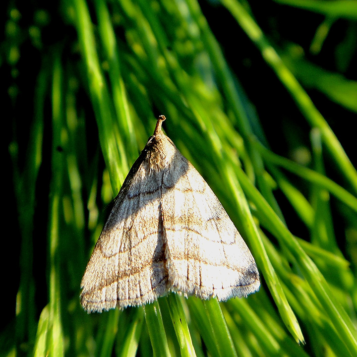 Zanclognatha tenuialis?