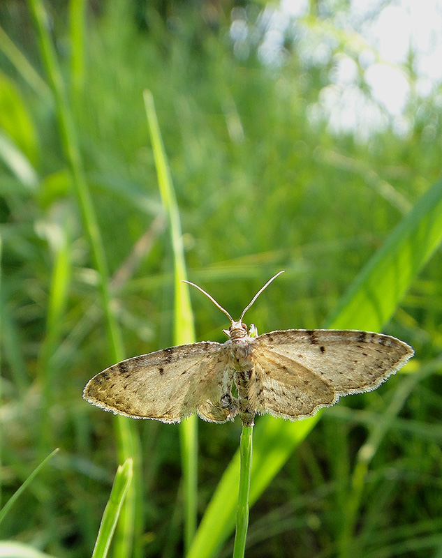 Anticollix sparsata 