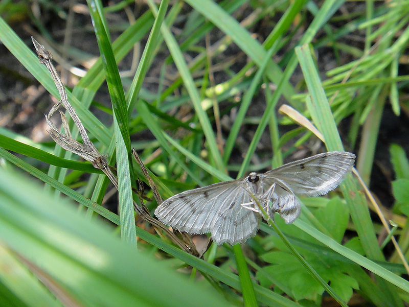 Anticollix sparsata 
