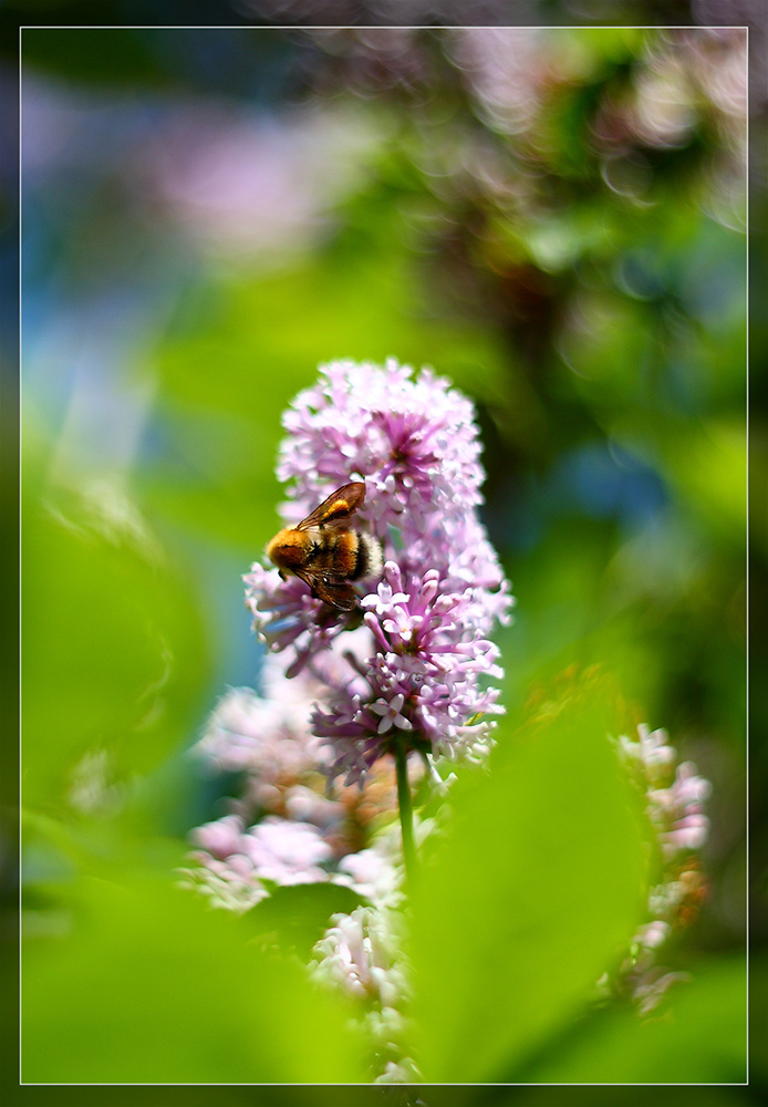 ���� �����