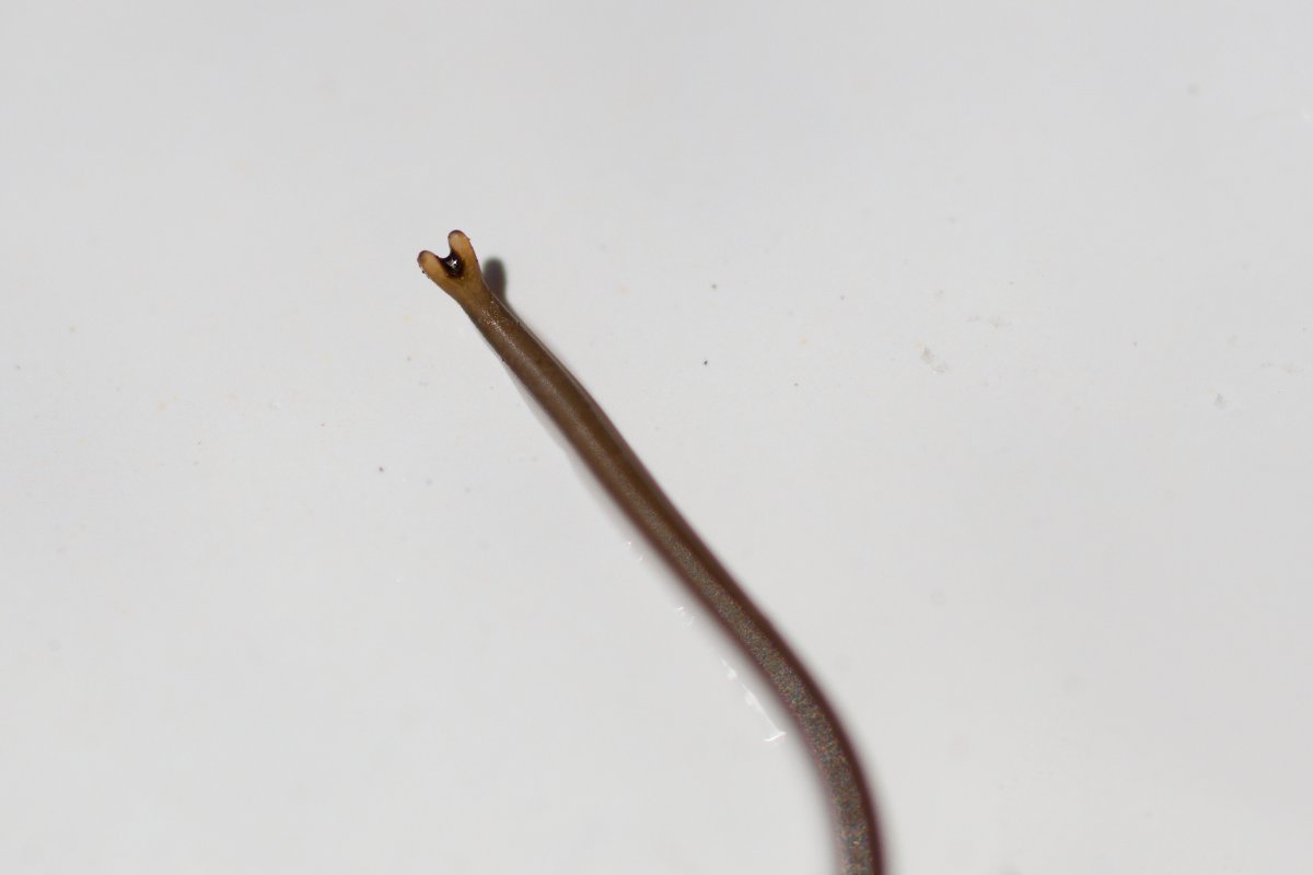 ������ ����������. �����