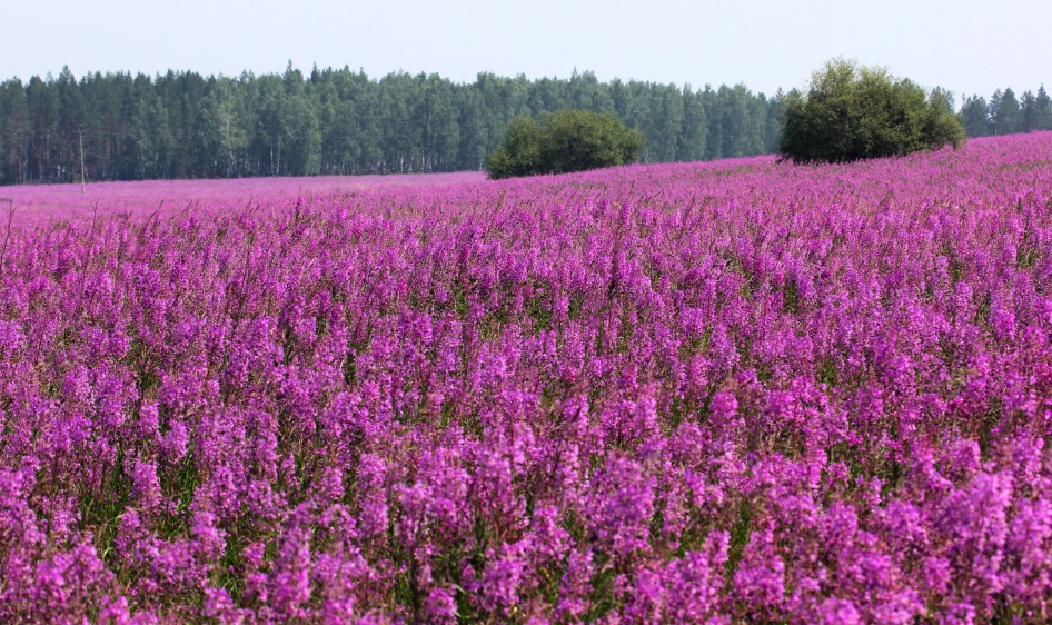 ? ? Magenta? , -!