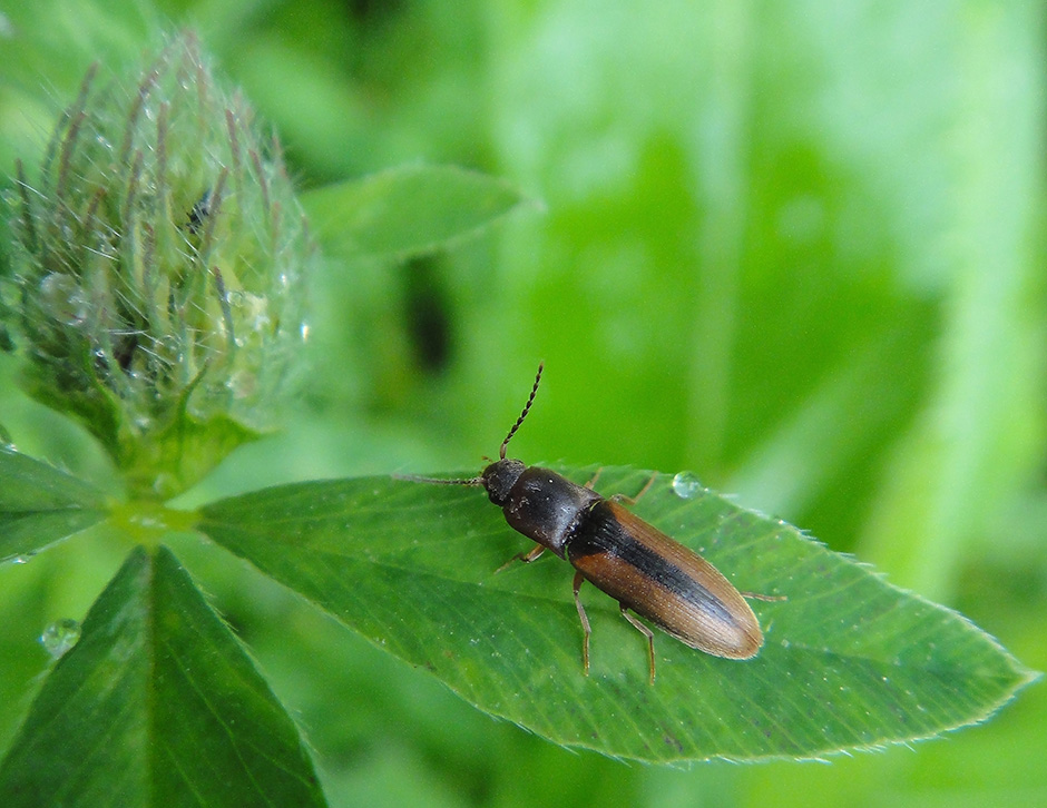 Idolus adrastoides?
