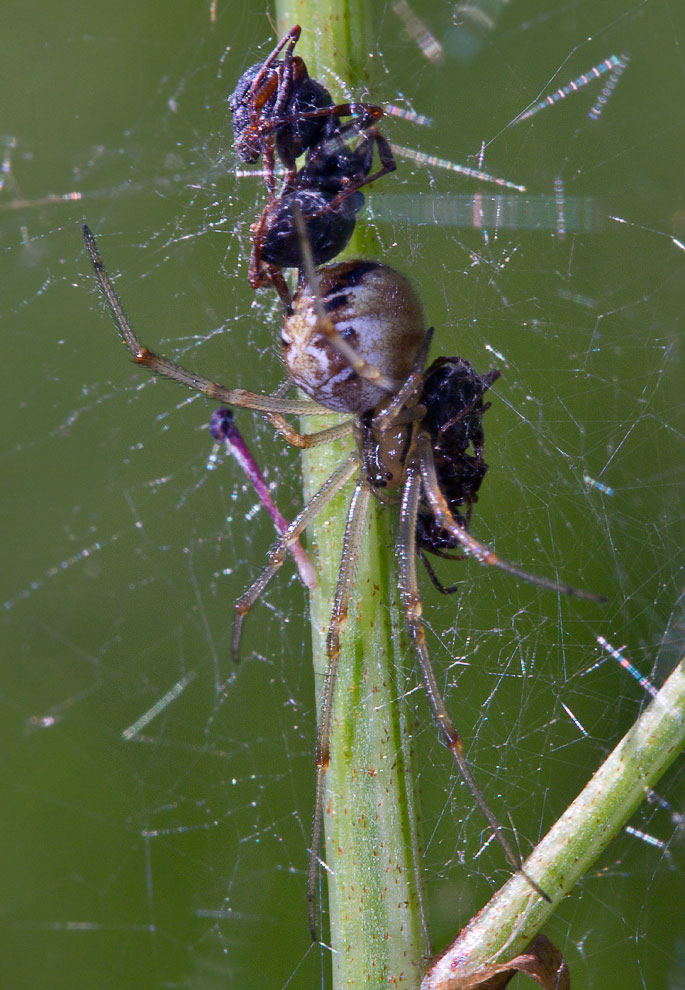   (Theridion impressum)