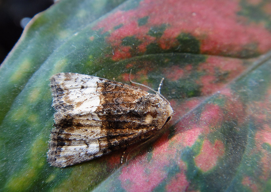 Mesoligia furuncula?
