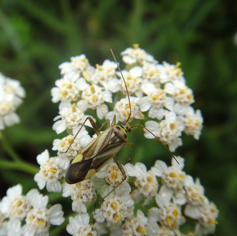 Adelphocoris lineolatus