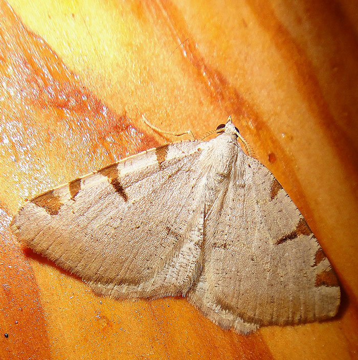 Itame circumflexaria
