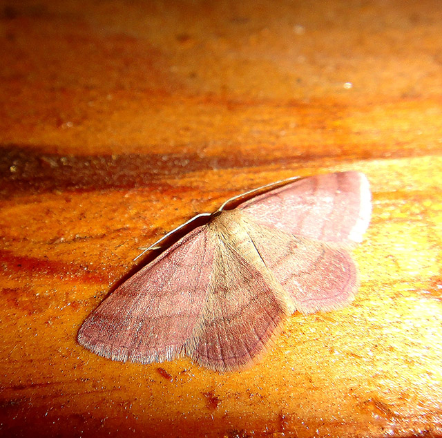 Scopula rubiginata