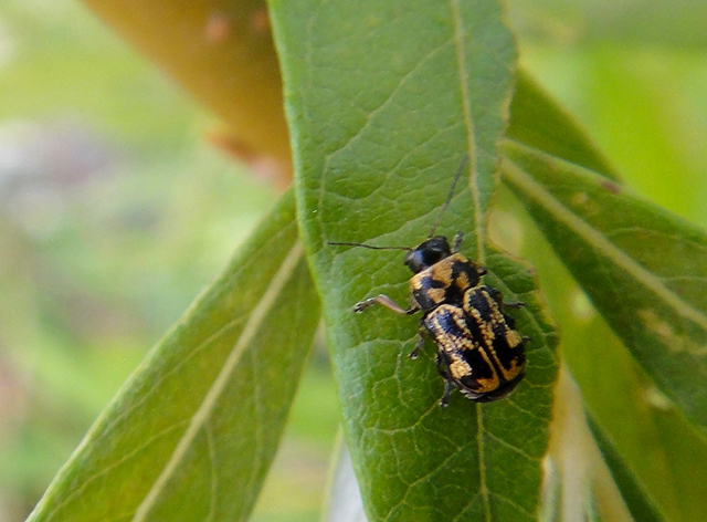 Pachybrachis