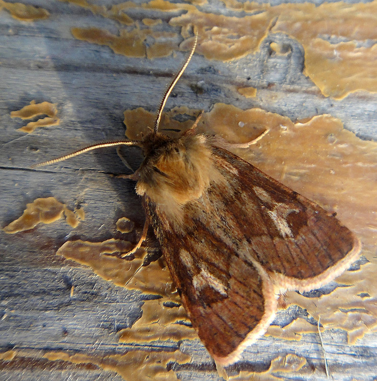 Cerapteryx graminis