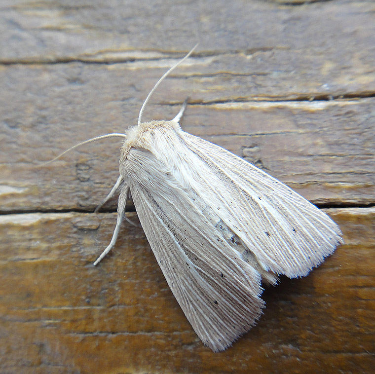 Mythimna pallens?