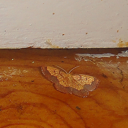 Epione vespertaria