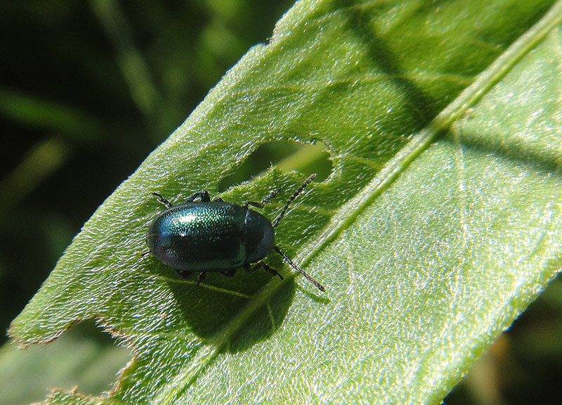 Cryptocephalus?