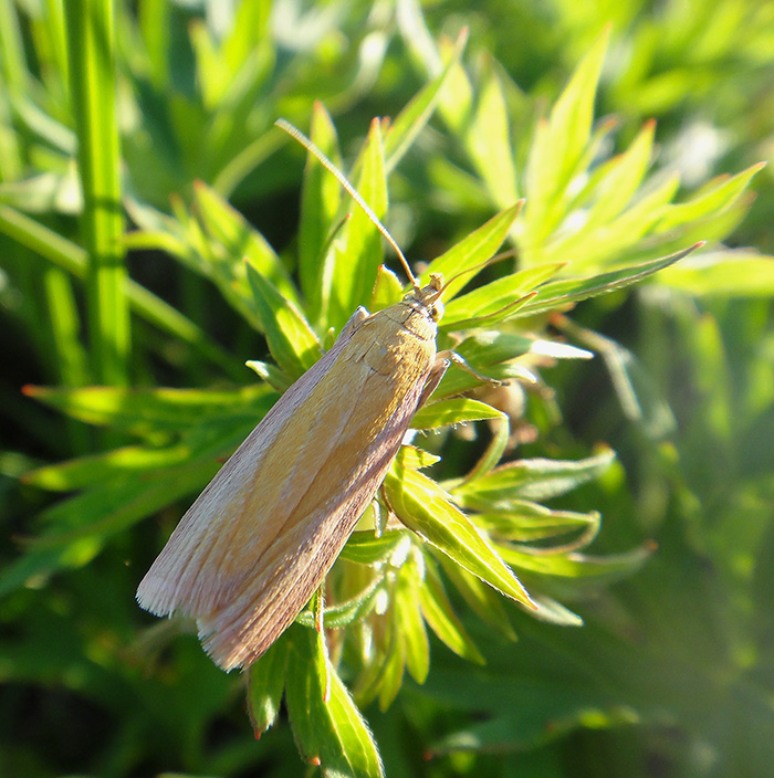 Oncocera semirubella