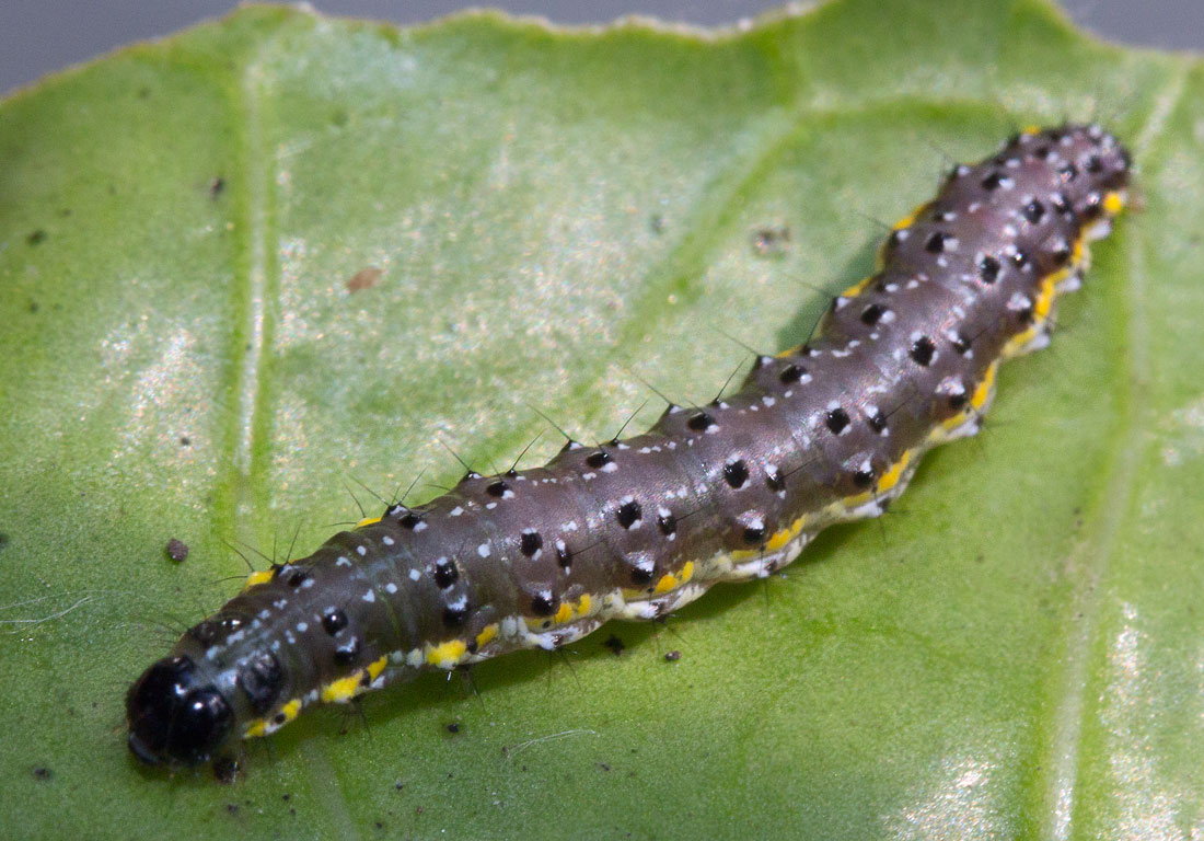    (Evergestis pallidata)