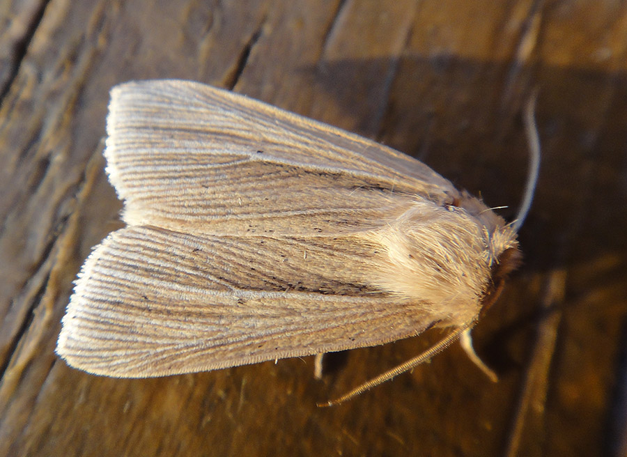 Mythimna pallens?