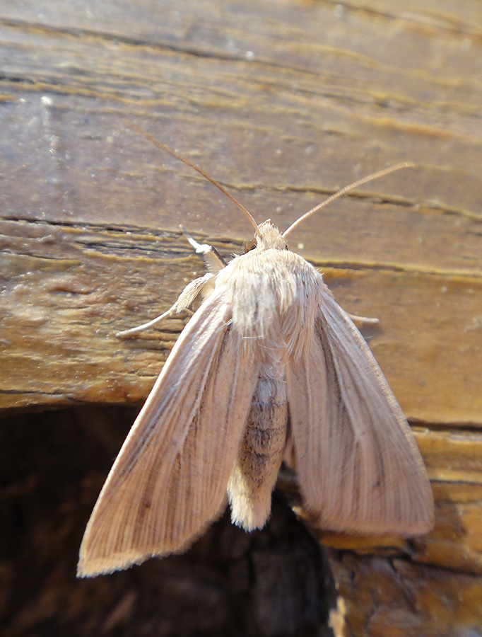 Mythimna pallens?_2