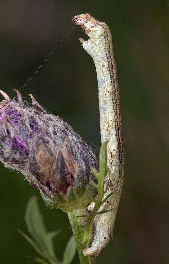     (Crocallis elinguaria)