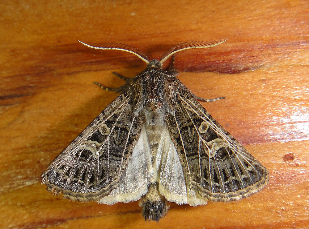 Tholera decimalis