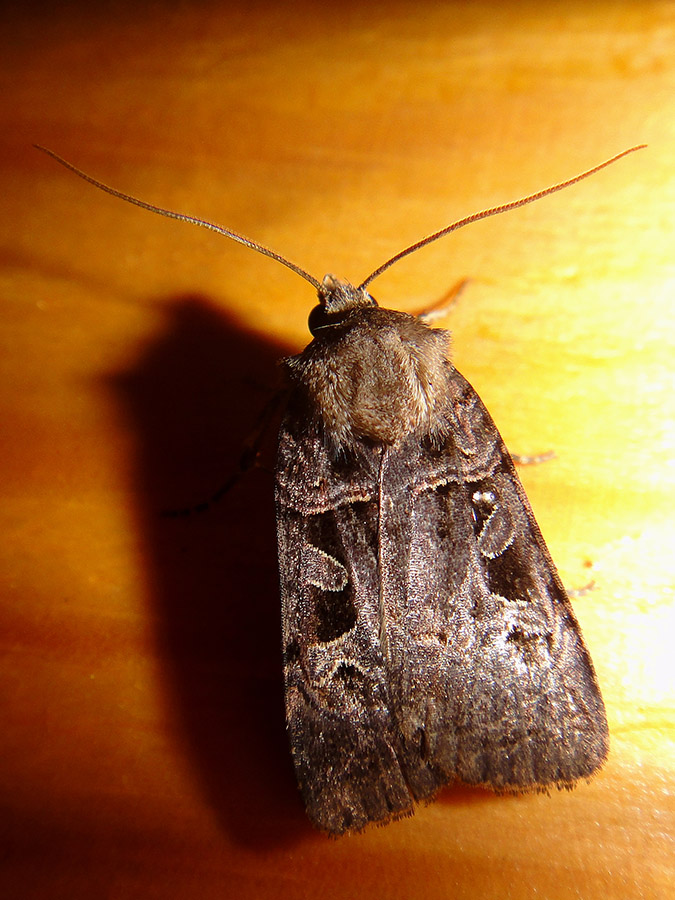 Pseudohermonassa melancholica