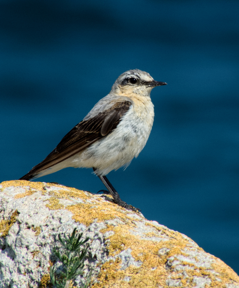 �� �������