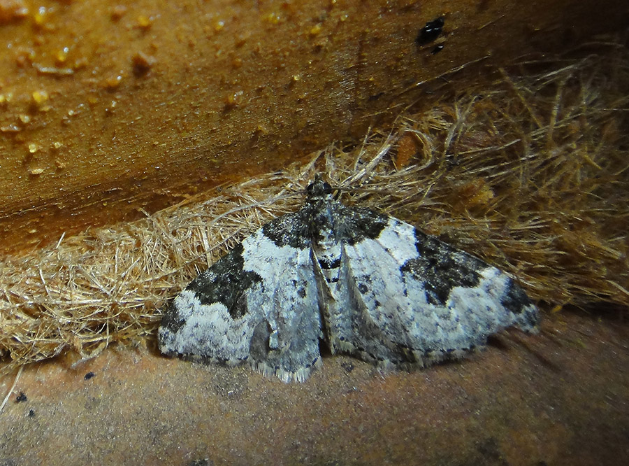 Xanthorhoe fluctuata