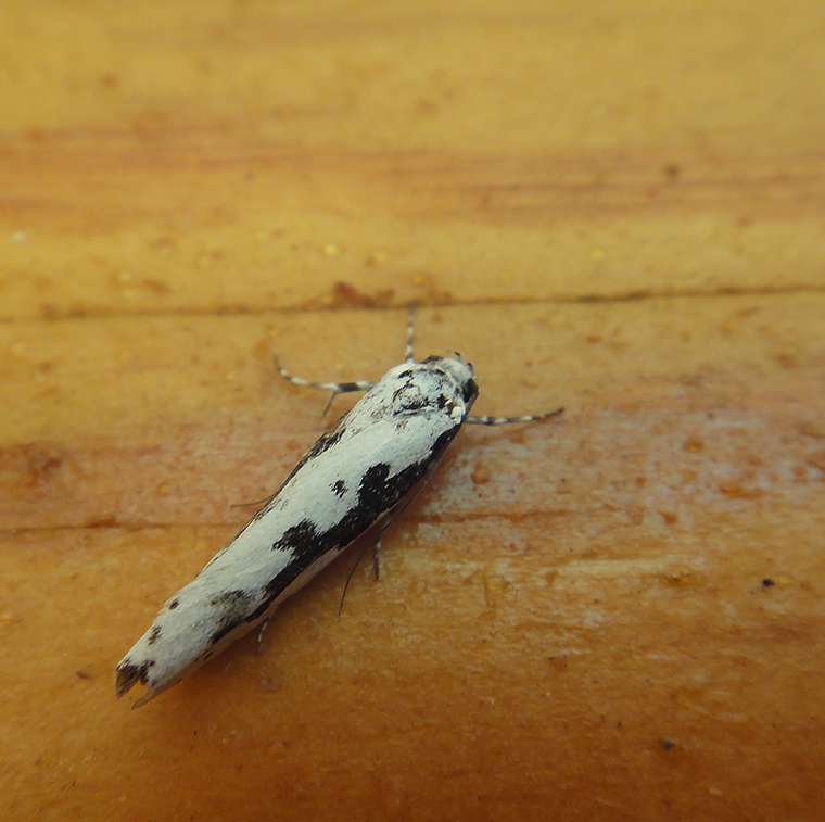 Ethmia pusiella