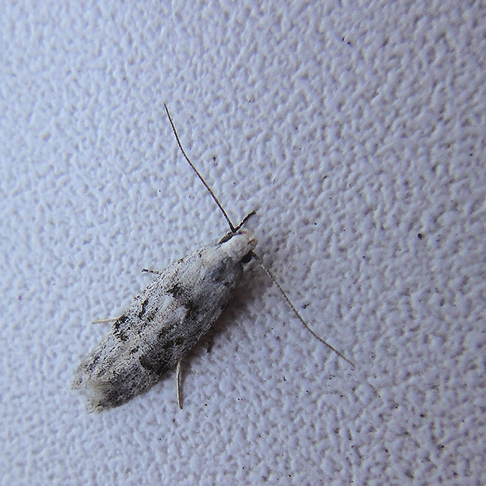 Gelechiidae?