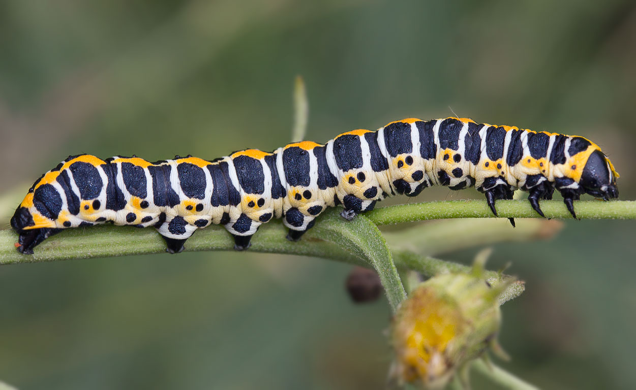   (Cucullia lactucae)