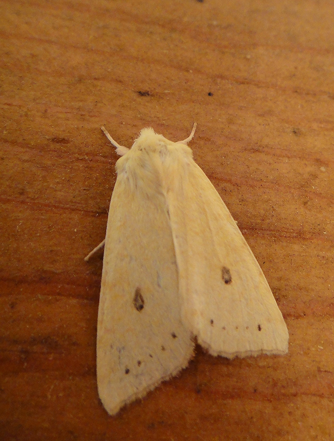 Xanthia icteritia