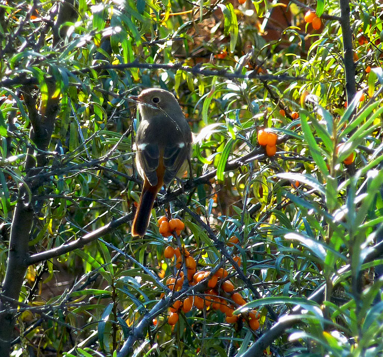 �������, ������ �������!