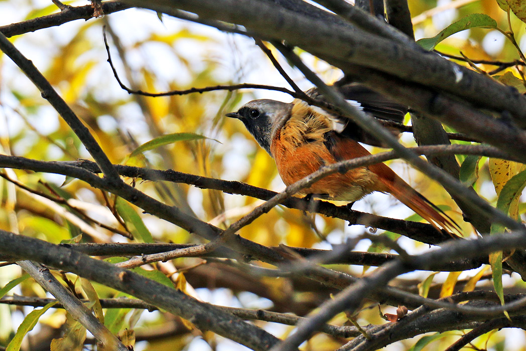 ����� ����� �����