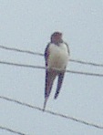    H.r.rustica, 