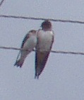   (H.r.rustica)  