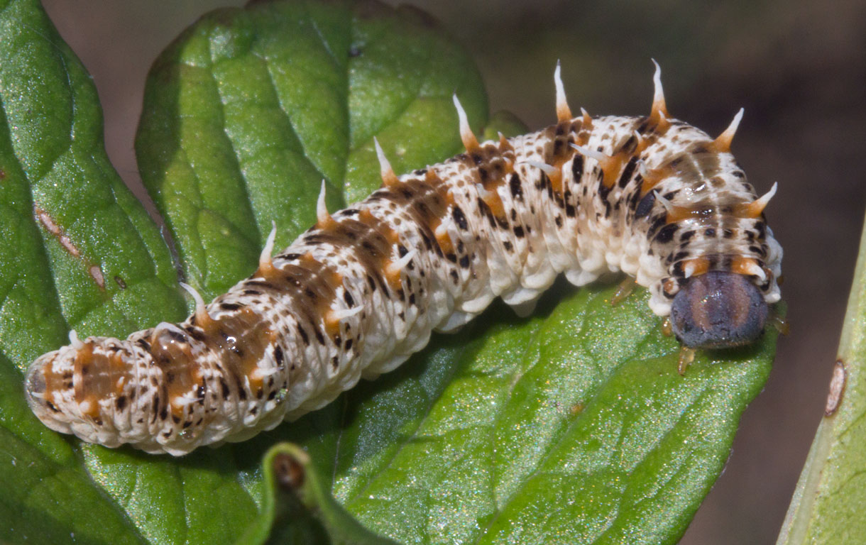   Siobla ruficornis
