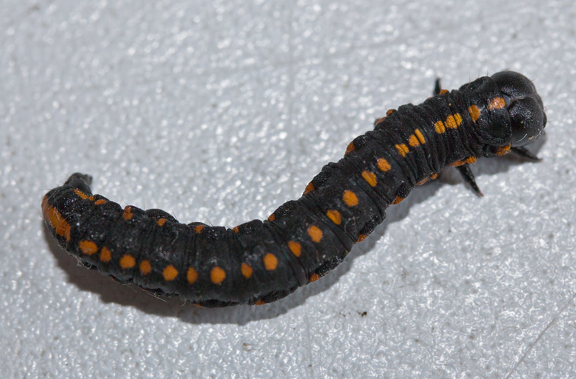   (Cucullia lucifuga),   
