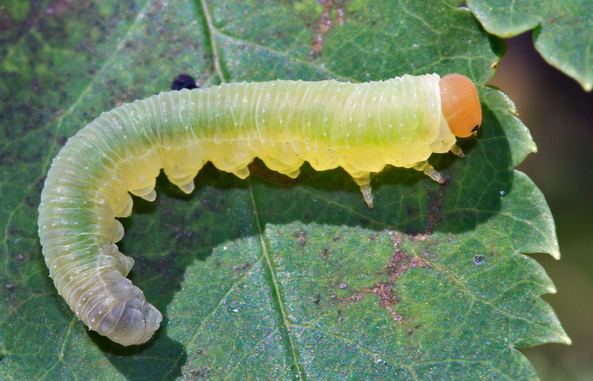  . Tenthredinidae?