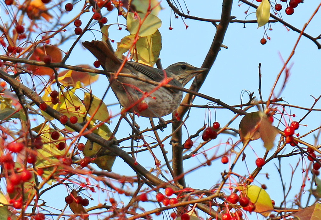 ������ � ������ ���� ...