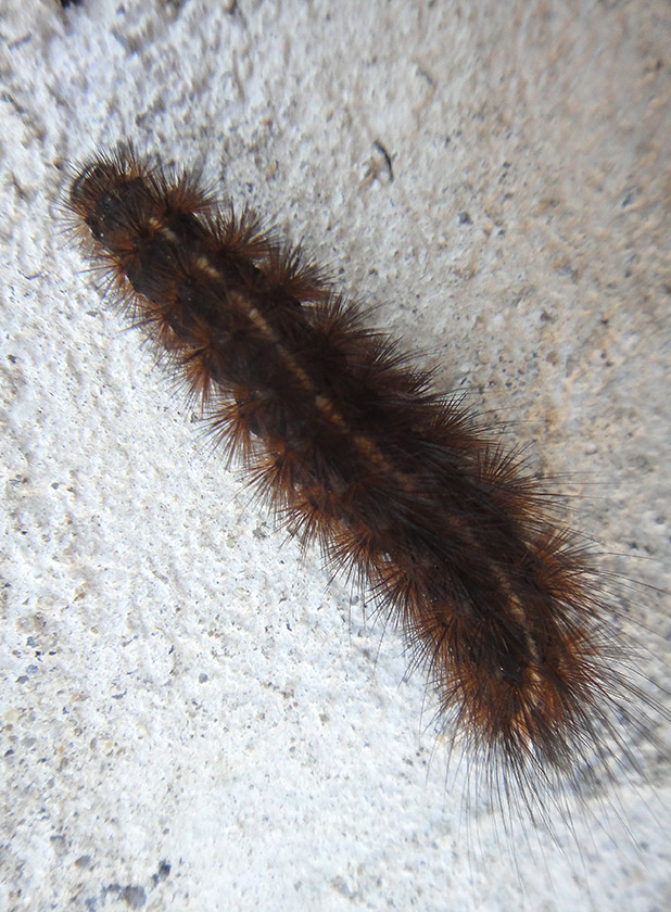 Spilosoma urticae?