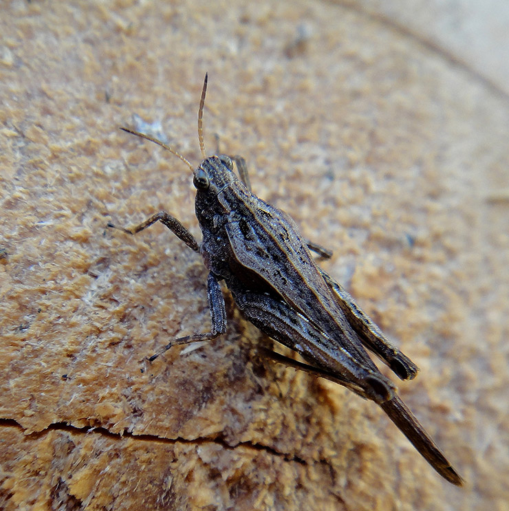 Tetrix subulata?