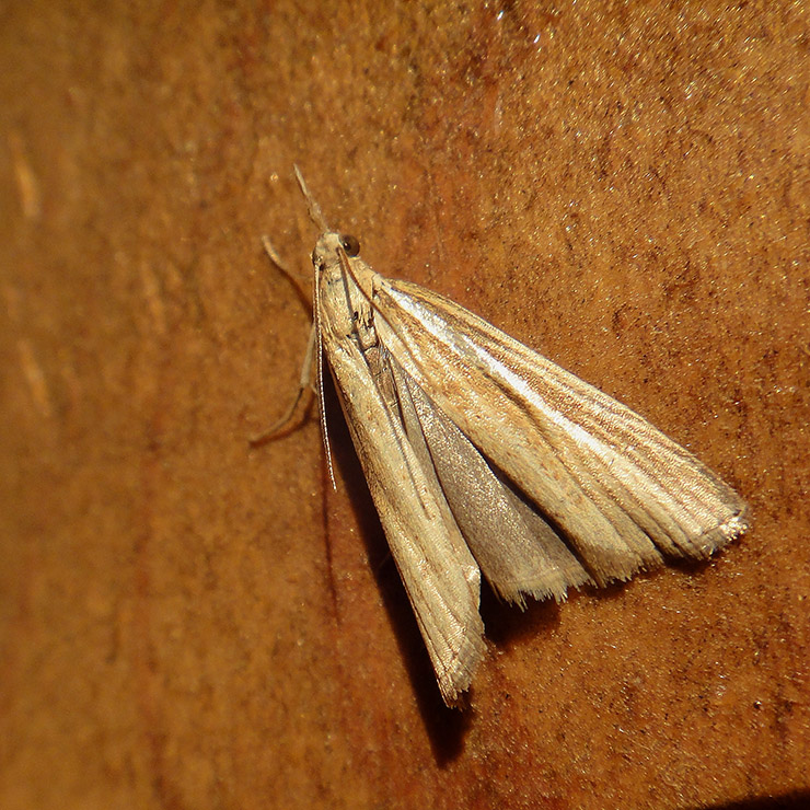 Agriphila tristella?