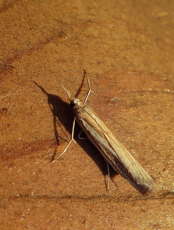 Agriphila tristella?_2