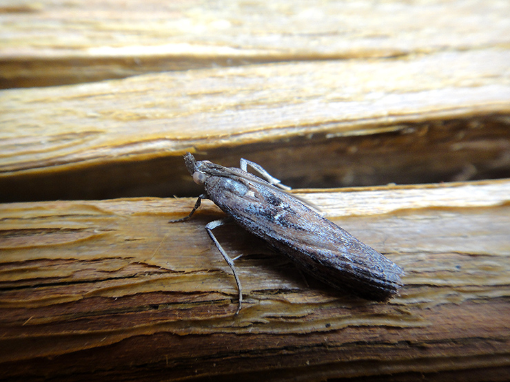 Pyralidae